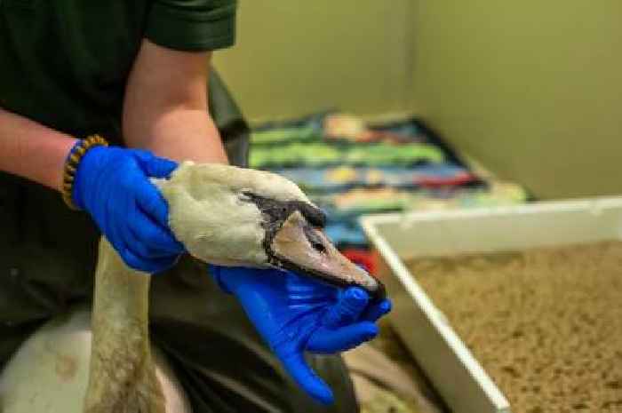 Swan dies after vicious dog attack at Brodie Castle