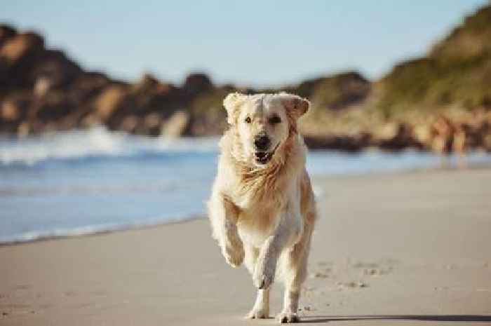 It is now illegal to let your dog off lead in four places - full list