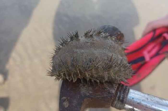 Strange creature with glowing spikes washes up on Welsh beach