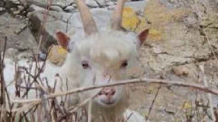 Hundreds of baby goats despite contraception drive