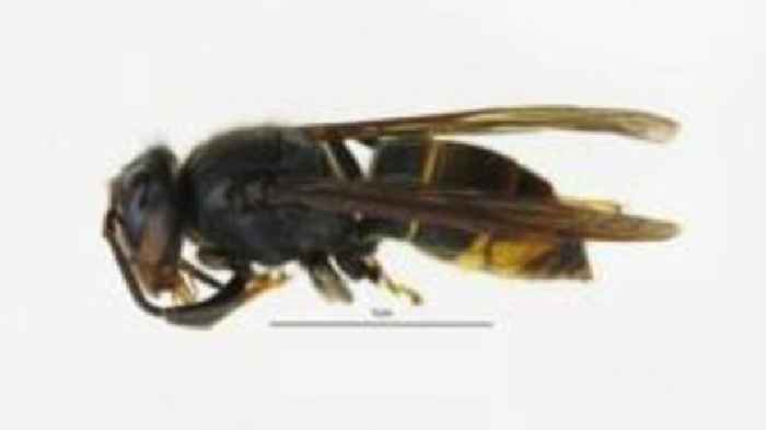 Asian hornets eating wide range of insects