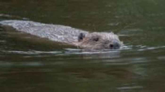 Cornwall looks to follow Devon by reintroducing beavers