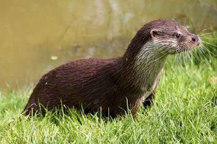 Tunnel could be built under key Bristol road to stop otters being killed by traffic