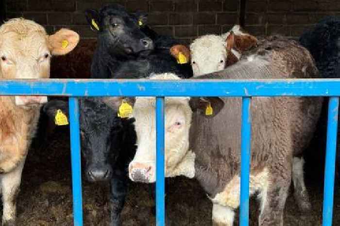 Farmer handed 10-year livestock ban after cows left to suffer