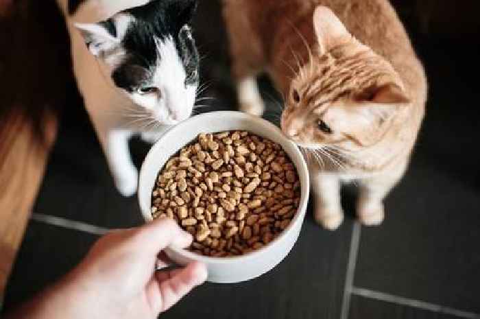 Cat food urgently recalled over bird flu contamination fears