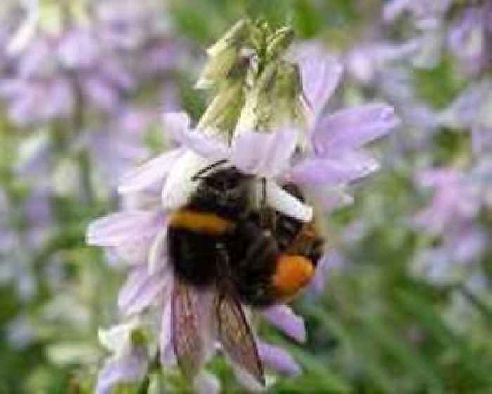 Plan B: Pakistan beekeepers widen pursuit of flowers