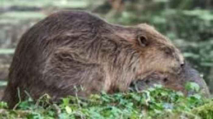 National Trust bid for more beaver releases