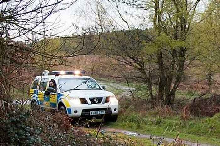 Three pregnant sheep die as dog chases flock