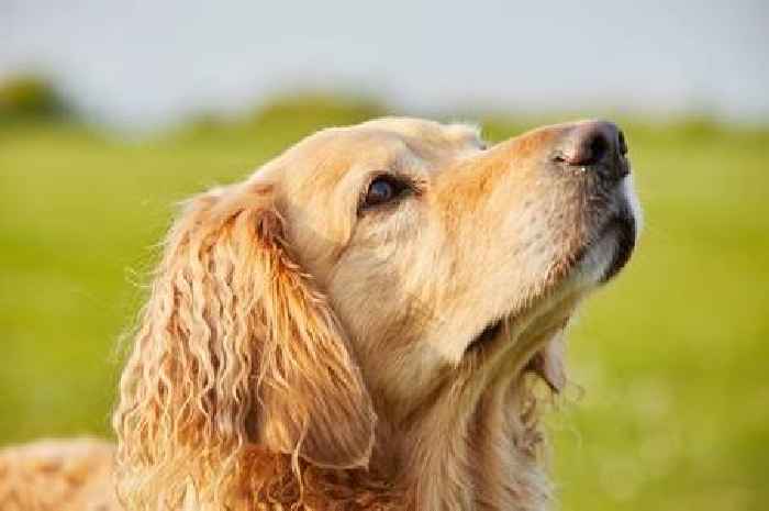 Golden retriever leaves food in bowl and pet camera shows sad reason why