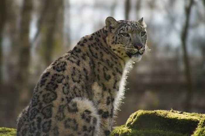 Two big cats arrive at Hampshire zoo for vital conservation efforts