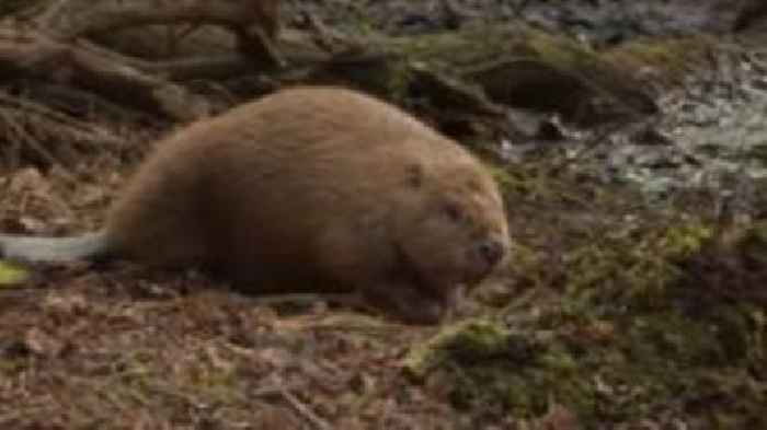 Watch: First beavers from Scotland released in England