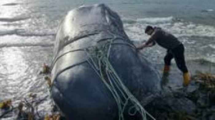 Why are whales getting tangled up in ropes?