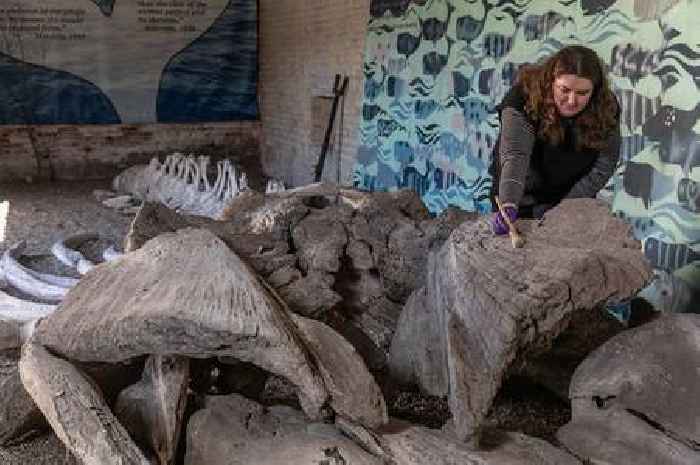 Restoration plan for famed East Yorkshire whale skeleton mentioned in Moby Dick