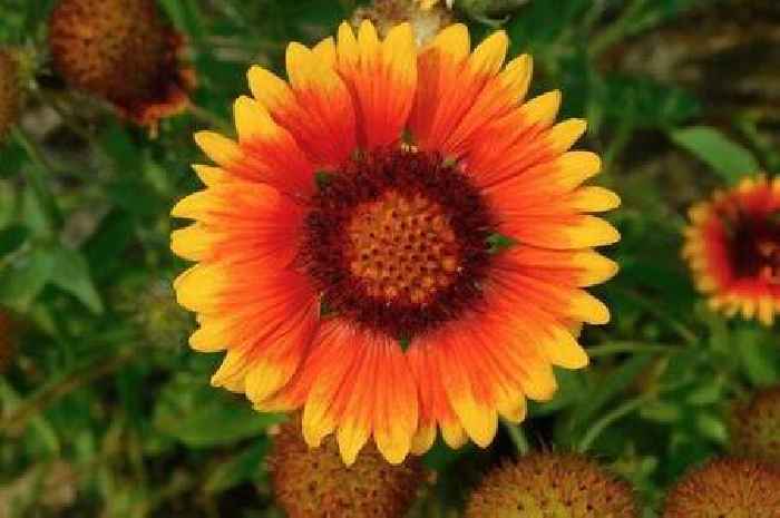 Gardening expert's secret to keep Blanket Flowers blooming season after season