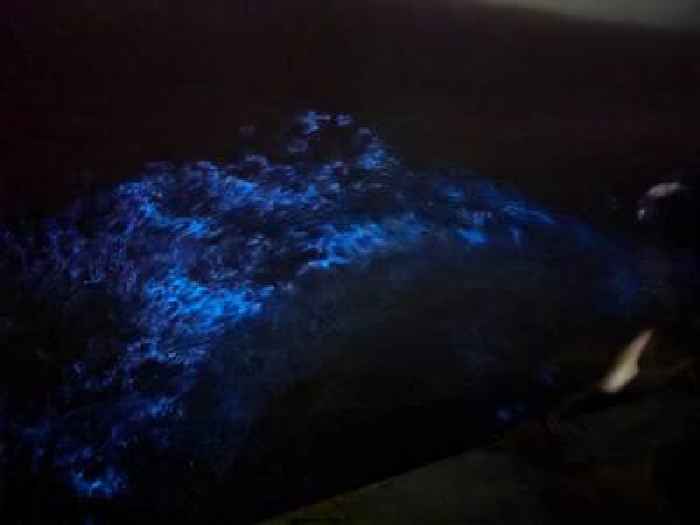 Mesmerising bioluminescence spotted near Vasai jetty