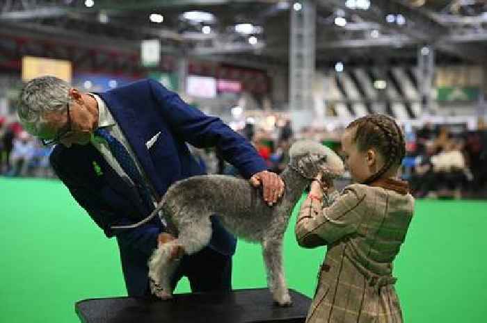 Crufts 'best in show' prize has been dominated by one particular dog breed