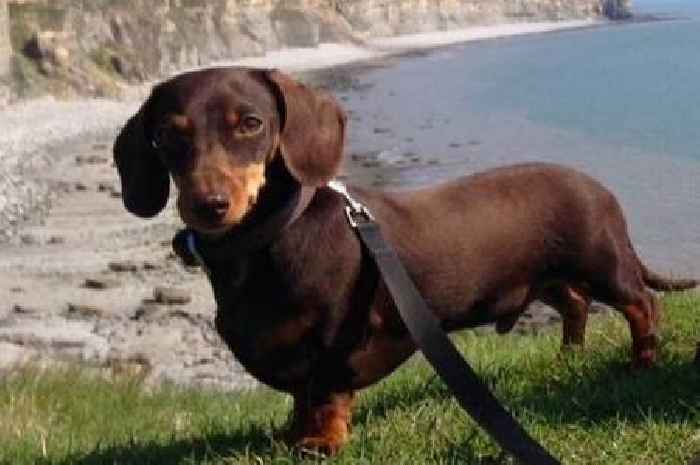 Dog dies after attack on Welsh beach