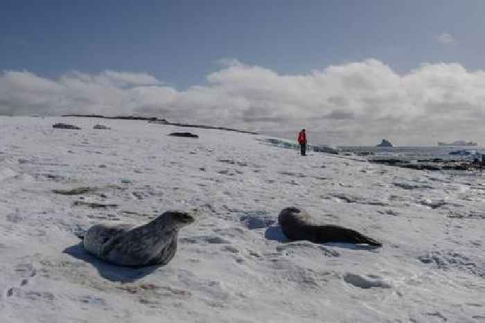 News24 | World's sea ice cover hits record low in February