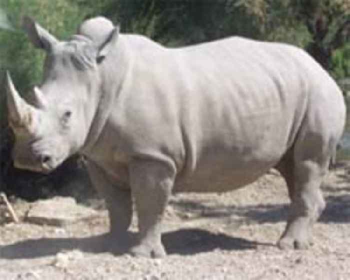 Tanzania receives 18 white rhinos from South Africa