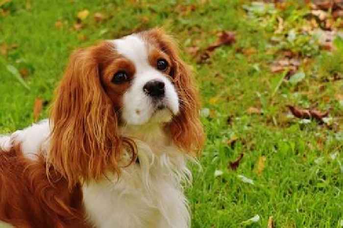 Pet owners warned of 'most dangerous' plant in their gardens