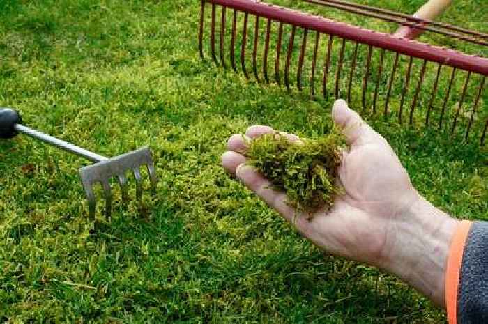 Monty Don's simple trick to get rid of moss in your garden - and all you need is a fork