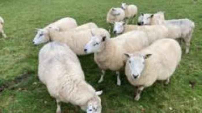 Dog walkers urged to take care in lambing season