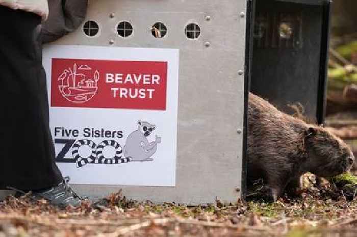 West Country river where beavers are already thriving as reintroduction plan announced