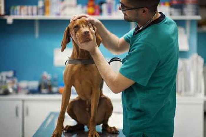 'I'm a vet - here are 4 dog and cat breeds you should steer clear of or risk huge bills'