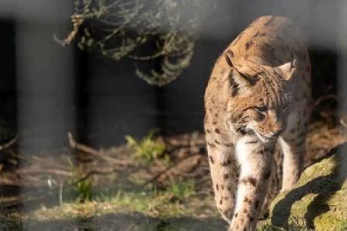 Newquay Zoo lynx to be one of the first in the world to be released into the wild