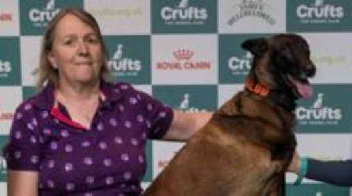 Ex-police dog hit by car wins Crufts hero award