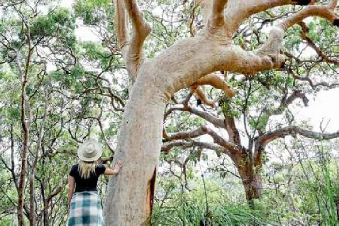 Aboriginal healing: mind-body-spirit therapy unlike anything else