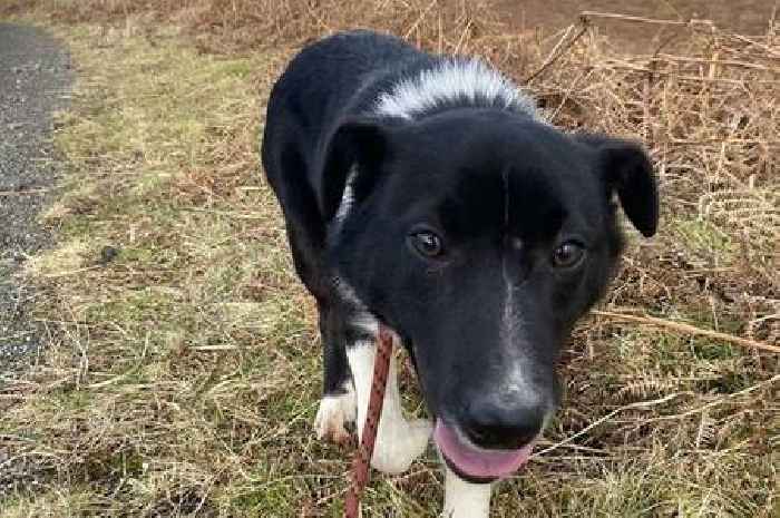 Dog snatched from Scots property as cops launch hunt