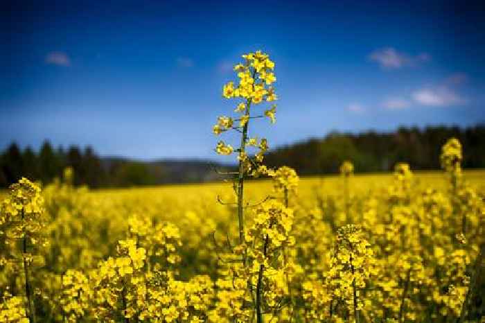 Why are Chinese rapeseed meal and oil prices surging?