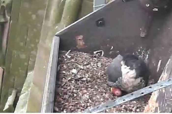 First Derby Cathedral peregrine egg has been laid - a week earlier than usual