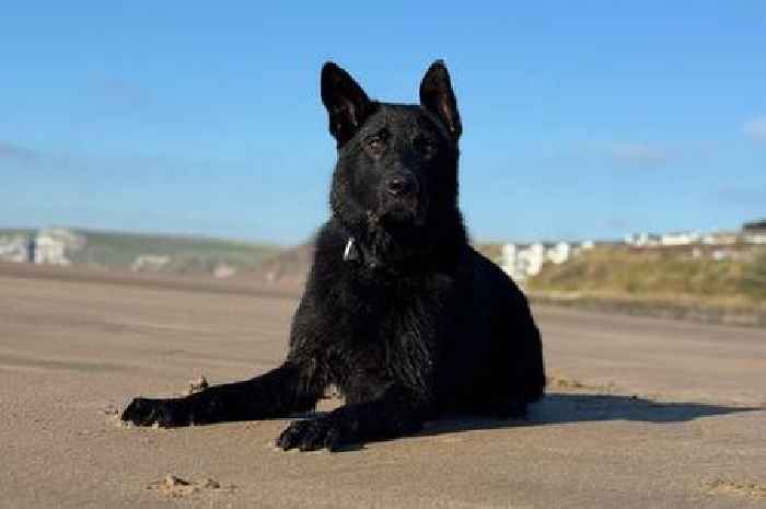 Police dog hunts down 'drunk driver' hiding in woods after crash