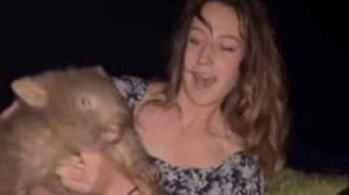 US influencer draws backlash for stealing baby wombat from mum