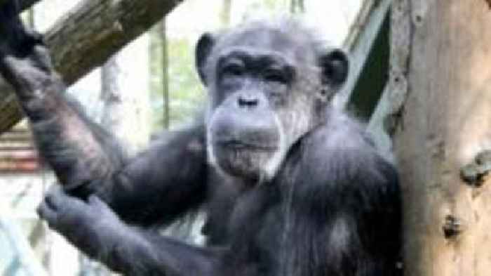 Life story of PG Tips chimp revealed in new study