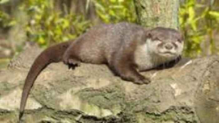 The 'pioneer' otter with a special love story