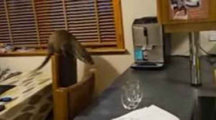 Otter chaos filmed in Shetland family's kitchen