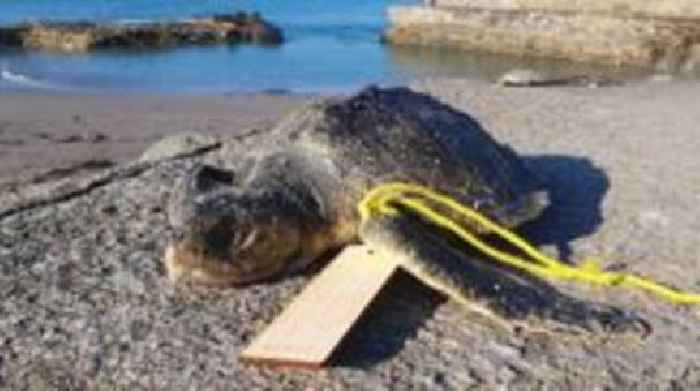 Warning after turtles wash up on Cornwall beaches