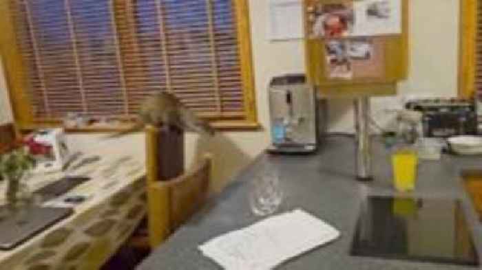 Watch: Uninvited otter wreaks havoc in family kitchen