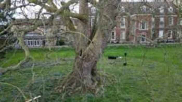 Tree will be helped with new technique in UK first