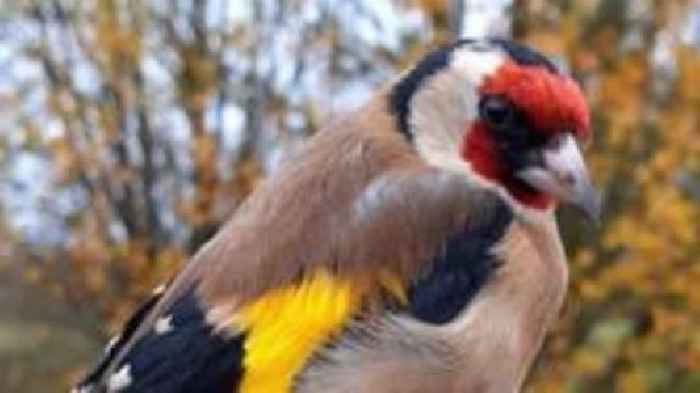 Ringing group records goldfinch's 360 mile trip