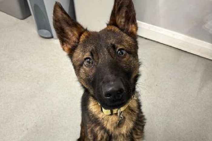 Urgent appeal to help poorly Merlin the German Shepherd who needs a costly heart scan