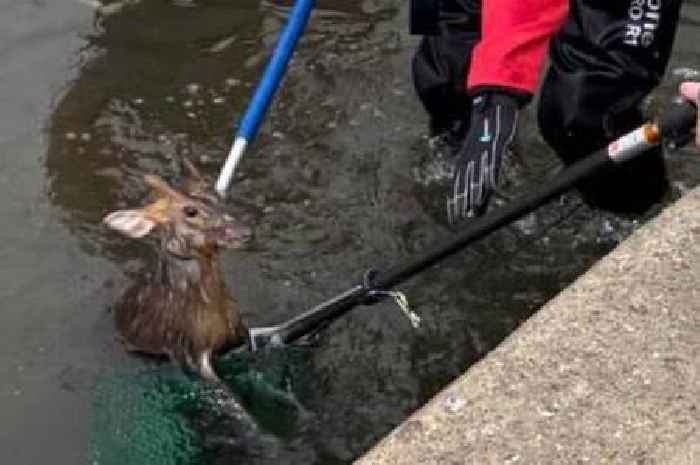 Firefighters share pic of tiny deer rescued from River Soar in Leicester