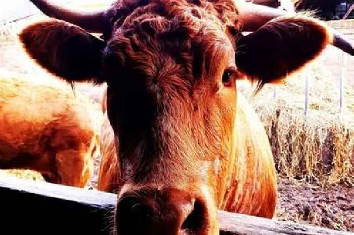 Cows cause 'havoc' in Essex village as public warned 'do not approach'