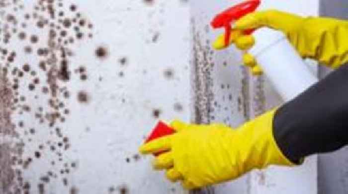 Plan to make landlords fix mould in Scotland's social housing