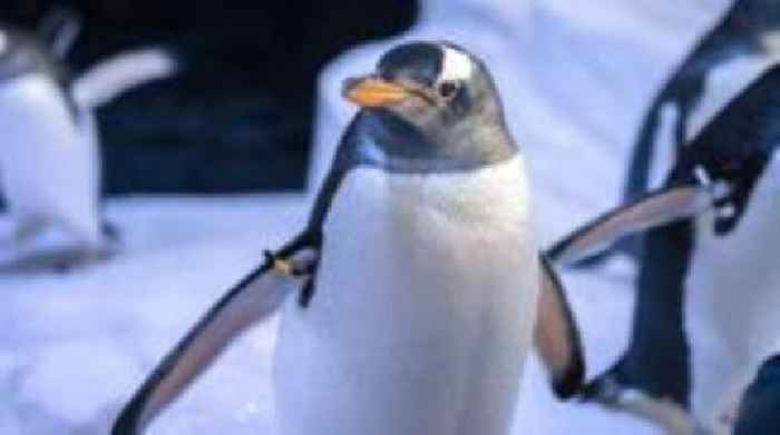 Brian the penguin in running to be 'world's best'