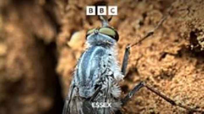 Rare Stiletto fly discovered in Epping Forest