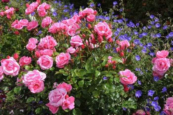 Best time of year to plant 'traditional' bare root roses for beautiful flowers